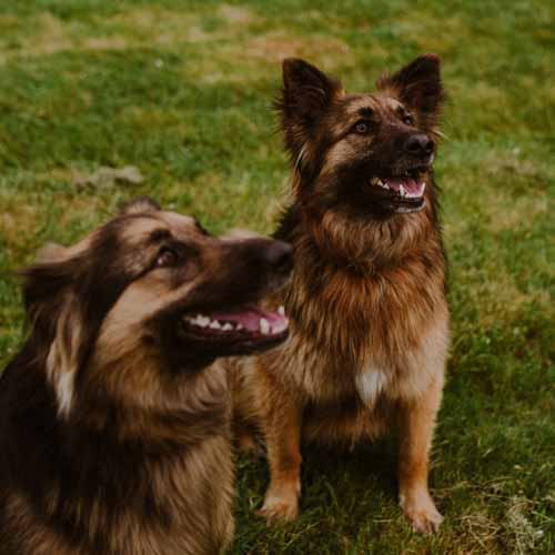 Unsere aufmerksamen Hunde.