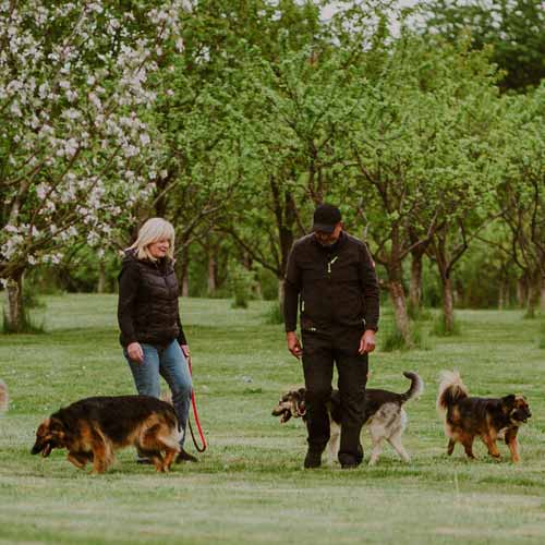 Unsere Hunde beim Training.
